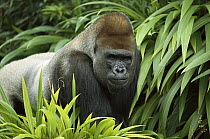 Western Lowland Gorilla (Gorilla gorilla gorilla) male portrait, native to Africa