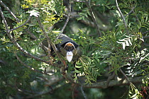 De Brazza's Monkey (Cercopithecus neglectus) in tree, native to Africa