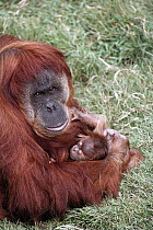 Sumatran Orangutan (Pongo abelii) mother holding baby, native to Sumatra