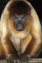 Bolivian Red Howler Monkey (Alouatta sara) portrait, native to Bolivia