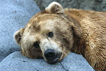 Grizzly Bear (Ursus arctos horribilis) resting on rocks, native to Alaska