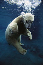 Polar Bear (Ursus maritimus) cub underwater, native to arctic regions
