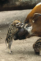 Red River Hog (Potamochoerus porcus) baby and mother interacting, a highly social bush pig native to West Africa