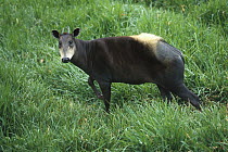 Yellow-backed Duiker (Cephalophus silvicultor) portrait, native to West Africa