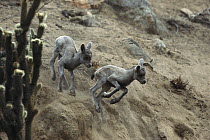 Desert Bighorn Sheep (Ovis canadensis nelsoni) two kids running down slope, native to North America