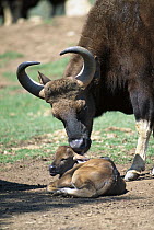 Indian Gaur (Bos frontalis) mother and baby, native to southern Asia