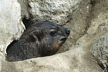 Rock Hyrax (Procavia capensis) peering from burrow, native to Africa