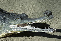 Gharial (Gavialis gangeticus) adult male portrait showing prominent nasal appendage with fragmented populations in India, Nepal, Bangladesh and Pakistan