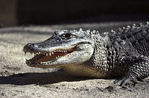 American Alligator (Alligator mississippiensis) portrait, native to North America
