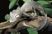 Fantastic Leaf-tail Gecko (Uroplatus phantasticus) portrait, native to northern Madagascar