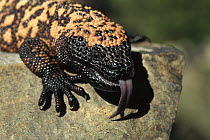 Gila Monster (Heloderma suspectum) sensing with tongue, venomous species native to southwest United States and northern Mexico
