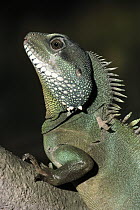 Water Dragon (Physignathus cocincinus) portrait, native to China and Southeast Asia