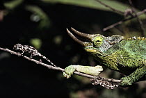 Jackson's Chameleon (Chamaeleo jacksonii) adult with two babies on branch, native to east Africa