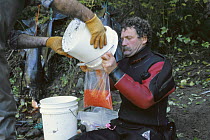 Salmon (Oncorhynchus sp) eggs being collected by Doug Palfrey to fertilize and grow into fry at the Tofino hatchery and eventually release to enhance wild salmon populations, Tofino, Vancouver Island,...