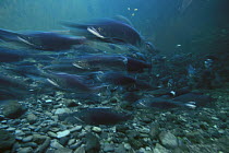 Salmon (Oncorhynchus sp) school underwater, Clayoquot Sound, Vancouver Island, British Columbia, Canada