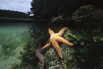 Sea Star (Pisaster sp) on rocks, above water, Clayoquot Sound, Vancouver Island, British Columbia, Canada