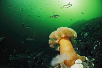 Tube-dwelling Anemone (Cerianthus sp) in underwater scene, Clayoquot Sound, Vancouver Island, British Columbia, Canada
