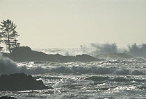 South end of Long Beach and stormy surf, Clayoquot Sound, Vancouver Island, British Columbia, Canada