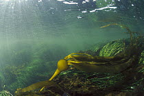 Bull Kelp (Nereocystis luetkeana) underwater, Clayoquot Sound, Vancouver Island, British Columbia, Canada