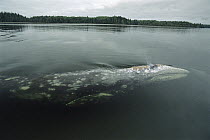 Gray Whale (Eschrichtius robustus) surfacing to breathe, Clayoquot Sound, Vancouver Island, British Columbia, Canada