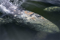 Gray Whale (Eschrichtius robustus) filter feeding, Clayoquot Sound, Vancouver Island, British Columbia, Canada