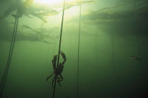 Kelp Crab (Pugettia producta) on Kelp (Macrocystis pyrifera) underwater, Clayoquot Sound, Vancouver Island, British Columbia, Canada