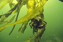 Kelp Crab (Pugettia producta) on Kelp (Macrocystis pyrifera) underwater, Clayoquot Sound, Vancouver Island, British Columbia, Canada