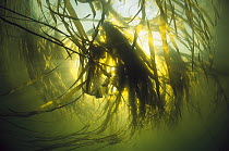 Bull Kelp (Nereocystis luetkeana) underwater, Clayoquot Sound, Vancouver Island, British Columbia, Canada