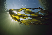 Bull Kelp (Nereocystis luetkeana), Clayoquot Sound, Vancouver Island, British Columbia, Canada