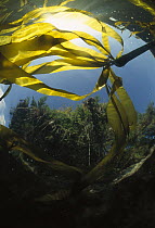 Bull Kelp (Nereocystis luetkeana) underwater with evergreen forest in background, Clayoquot Sound, Vancouver Island, British Columbia, Canada