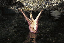 Ochre Sea Star (Pisaster ochraceus) hanging from rock in intertidal zone, Clayoquot Sound, Vancouver Island, British Columbia, Canada