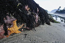 Ochre Sea Star (Pisaster ochraceus) at low tide, Clayoquot Sound, Vancouver Island, British Columbia, Canada