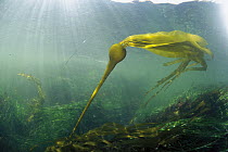 Bull Kelp (Nereocystis luetkeana) waving in underwater current, Clayoquot Sound, Vancouver Island, British Columbia, Canada