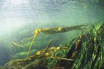 Bull Kelp (Nereocystis luetkeana) and sea grass waving in underwater current, Clayoquot Sound, Vancouver Island, British Columbia, Canada