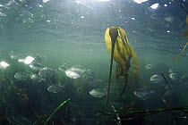 Bull Kelp (Nereocystis luetkeana) and schooling fish, Clayoquot Sound, Vancouver Island, British Columbia, Canada