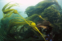 Bull Kelp (Nereocystis luetkeana) waving in underwater current, Clayoquot Sound, Vancouver Island, British Columbia, Canada