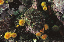 Northern Abalone (Haliotis kamtschatkana) underwater, Clayoquot Sound, Vancouver Island, Canada