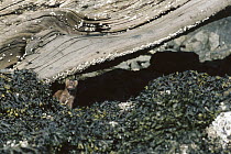 American Mink (Neovison vison) on beach, Clayoquot Sound, Vancouver Island, British Columbia, Canada