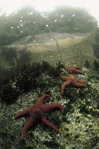 Ochre Sea Star (Pisaster ochraceus) underwater, Clayoquot Sound, Vancouver Island, British Columbia, Canada