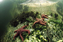 Ochre Sea Star (Pisaster ochraceus) trio, Clayoquot Sound, Vancouver Island, British Columbia, Canada