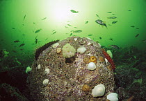 California Sea Cucumber (Parastichopus californicus) group, Mollusks, Anemones and fish, Clayoquot Sound, Vancouver Island, British Columbia, Canada