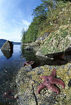 Ochre Sea Star (Pisaster ochraceus) pair clinging to rocky shore at low tide, Clayoquot Sound, Vancouver Island, British Columbia, Canada