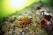 Sea Star (Solaster sp) and Sea Urchins, Clayoquot Sound, Vancouver Island, British Columbia, Canada