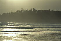Kayaker in surf along Long Beach, Clayoquot Sound, Vancouver Island, British Columbia, Canada