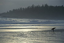 Surfer on Long Beach, Clayoquot Sound, Vancouver Island, British Columbia, Canada