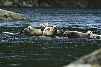 Harbor Seal (Phoca vitulina) group resting together on rocks, Clayoquot Sound, Vancouver Island, British Columbia, Canada