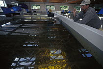 Salmon (Oncorhynchus sp) farmed fry in pen at Tofino hatchery, for eventual release to enhance wild populations, Tofino, Vancouver Island, British Columbia, Canada