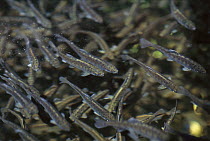 Salmon (Oncorhynchus sp) farmed fry in pen at Tofino hatchery, for eventual release to enhance wild populations, Vancouver Island, British Columbia, Canada
