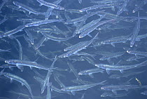 Salmon (Oncorhynchus sp) farmed fry in pen at Tofino hatchery, for eventual release to enhance wild populations, Vancouver Island, British Columbia, Canada