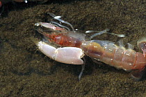 Bay Ghost Shrimp (Neotrypaea californiensis) food for Gray Whales, found in muddy pits in shallow areas where whales filter food from the mud, Clayoquot Sound, Vancouver Island, British Columbia, Cana...